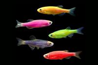 picture of Assorted GloFish® Danio Reg                                                                          Brachydanio rerio